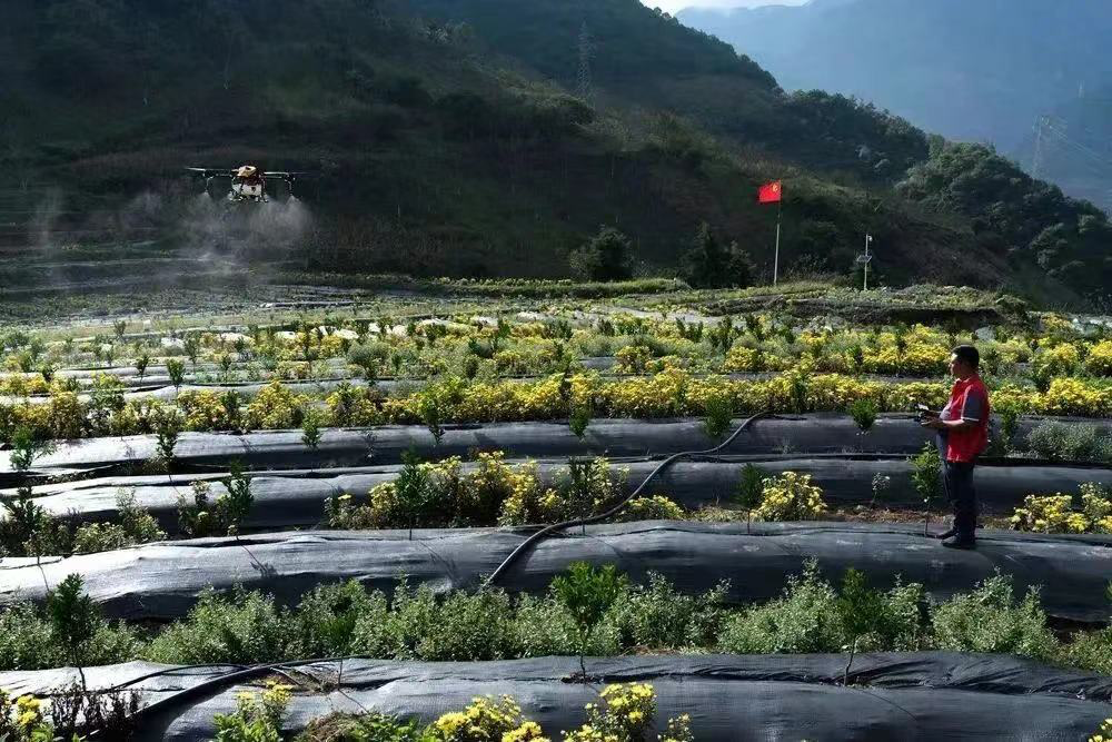 拼多多百亿生态专项_拼多多的权重_高质量发展转型