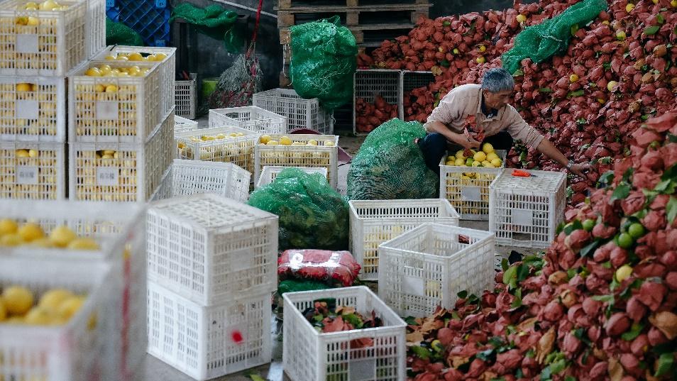 拼多多数据分析工具排名_拼多多2025年第三季度财报_拼多多千亿扶持计划成效