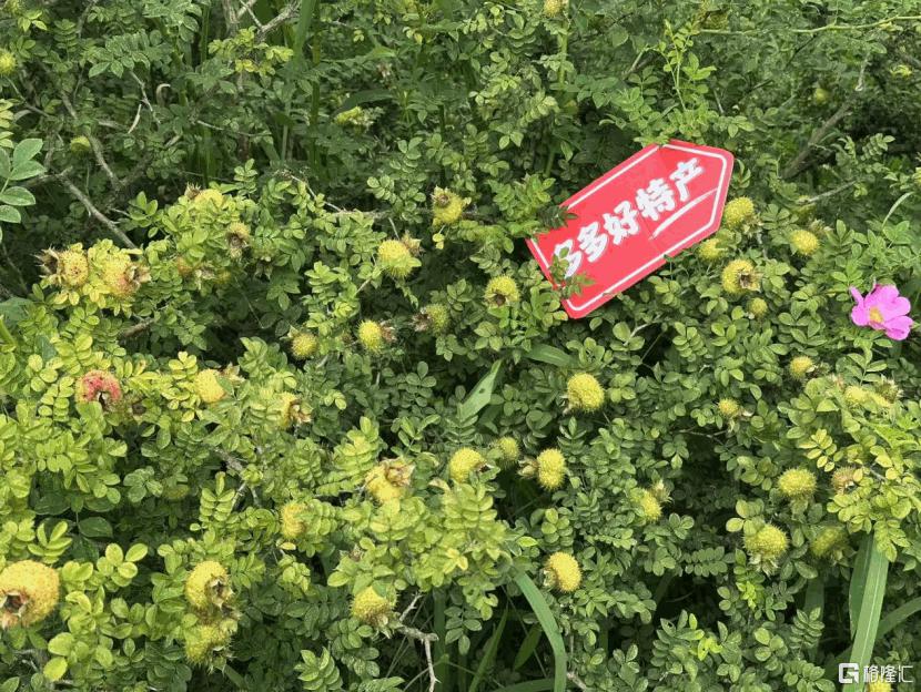 拼多多数据分析工具排名_供给升级与消费普惠_电商千亿扶持计划