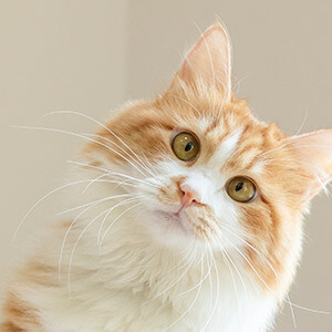 拼多多购买商品尺寸不符维权途径_拼多多商品尺寸不符怎么解决_拼多多商家版添加商品怎么弄尺码