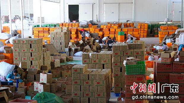 盐源拼多多商家何勇的仓库,高峰时这里一天发货七、八万件苹果到全国各地。李里 摄