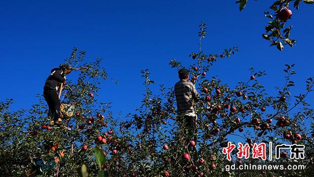 盐源苹果产值达到30亿,约占盐源县GDP的25%,已成为当地支柱产业。李里 摄