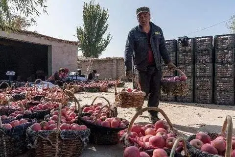 拼多多出评软件加技术哪里有_数字农业转型路径_拼多多技术向上主义