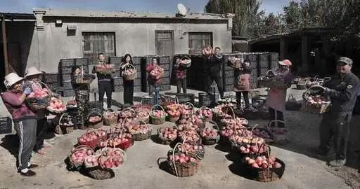 数字农业转型路径_拼多多出评软件加技术哪里有_拼多多技术向上主义