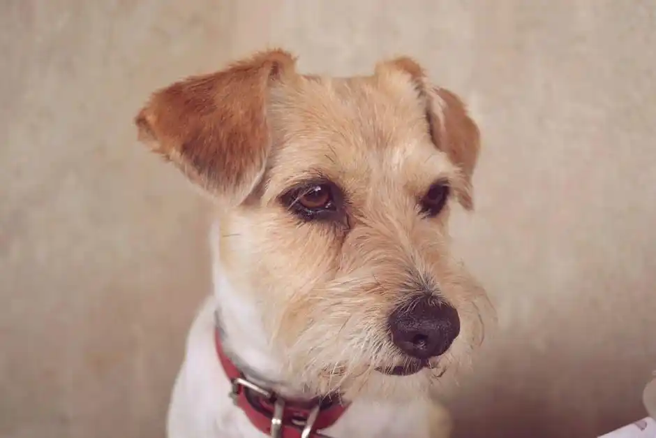 拼多多怎么刷才有权重_拼多多DSR评分提升方法_如何快速增加有效评价