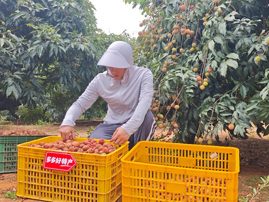 在“多多好特产”赋能下,优质荔枝品种加速上行,走进千家万户。陈振豪|摄