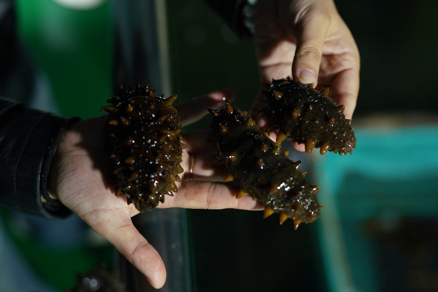 在拼多多“千亿扶持”下,海参等水产品热销西部地区。秦久|摄