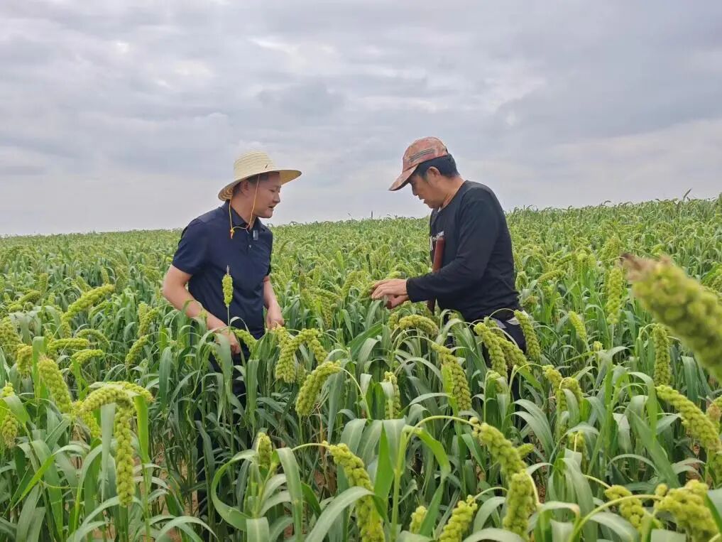 9月初,陕西米脂小米即将进入采收季。张洪滔|摄